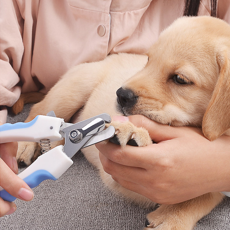 The Ultimate Guide to Safe and Painless Pet Nail Trimming at Home