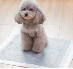 Pet Diapers: Keeping Your Furry Friends Clean and Comfortable